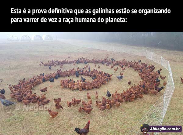 galinhas