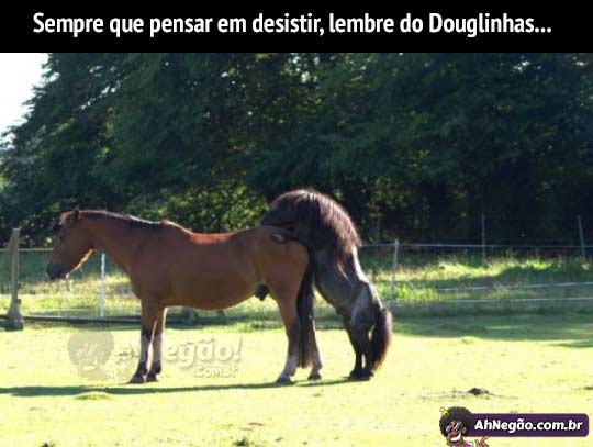 douglinhas