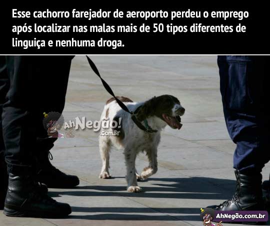 cachorro