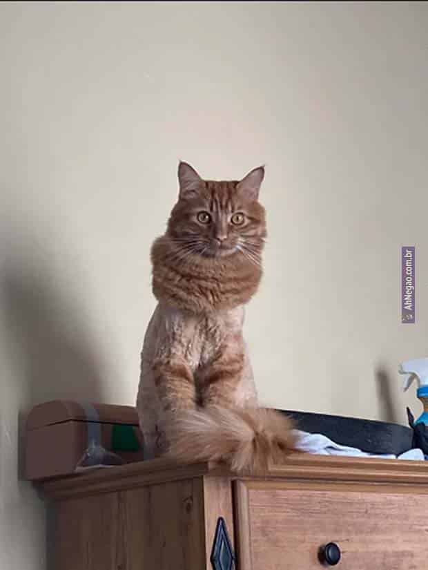a cat sitting on a table