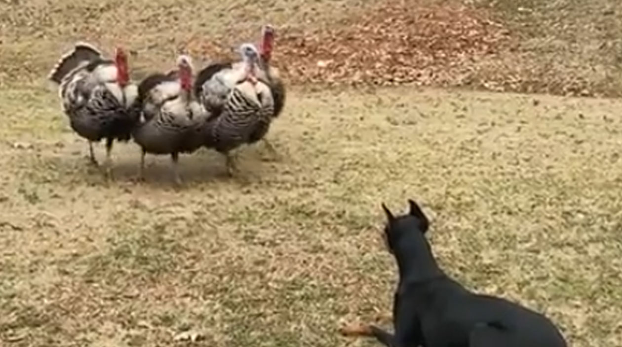 A gangue de perus que se organizou pra expulsar um cachorro de seu território